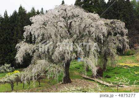 信州長野県高山村の水中のしだれ桜 4875277
