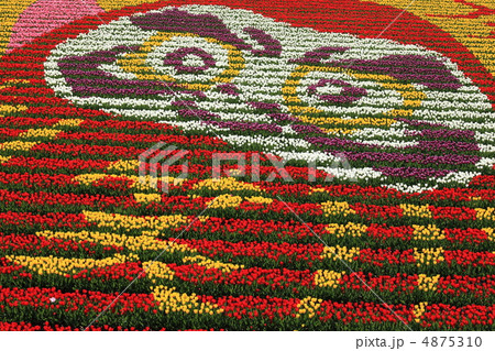 チューリップで描かれただるま チューリップで描かれただるま 4875310