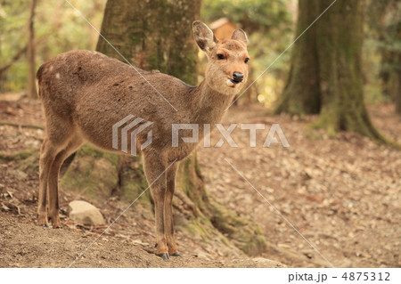 奈良公園にて 奈良公園にて 4875312