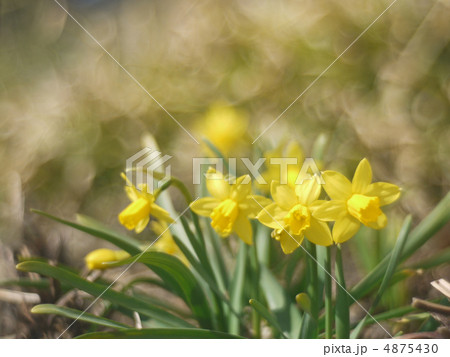 スイセン/フォーサイト スイセン/フォーサイト 4875430