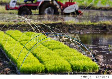 田植え 4875674