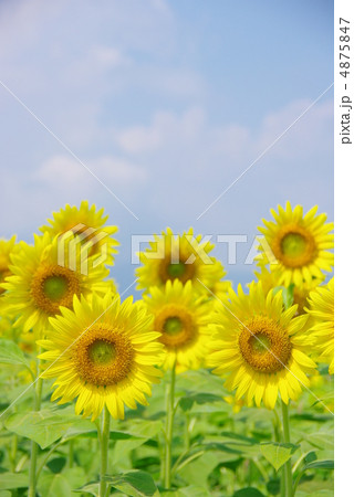 ひまわり 4875847
