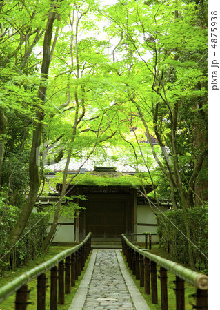 新緑の高桐院 4875938