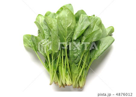 ほうれん草 4876012