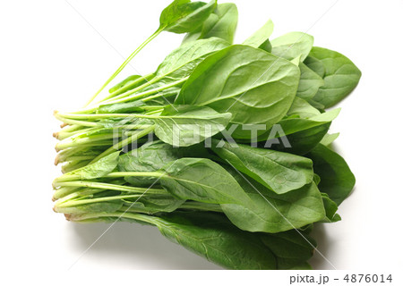 ほうれん草 4876014