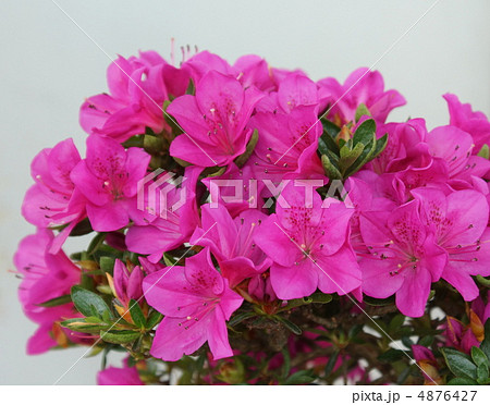 サツキ　品種名　星の輝 4876427