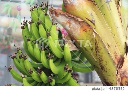 三尺バナナ 4876552