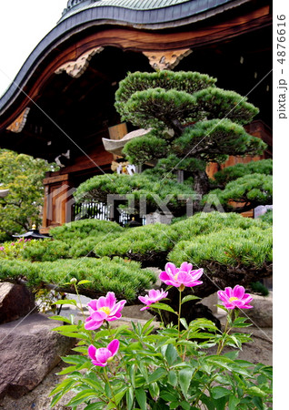総持寺のハマナスと観音堂 総持寺のハマナスと観音堂 4876616