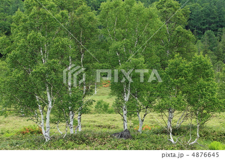 志賀高原の白樺 4876645