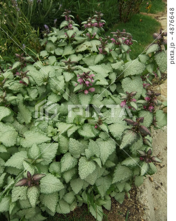 ラミュウム 4876648