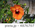 オレンジのハイビスカス 4876707