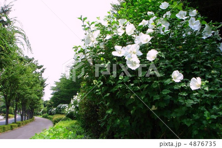 ムクゲ 白 の街路樹の写真素材