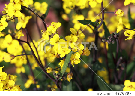 コウタイサイ 4876797