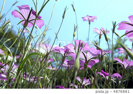 アグロステンマ：（麦撫子） 4876881