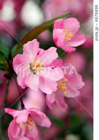 ハナカイドウ(アップ) ハナカイドウ(アップ) 4876896