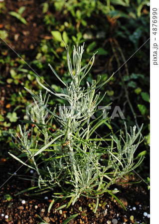 カレープラント 4876990