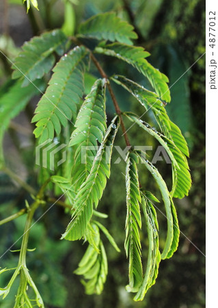 ネムノキ 4877012