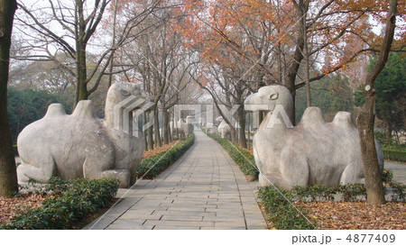 江蘇省南京　世界遺産　明孝陵　石象路神道 4877409