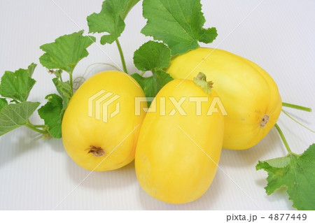 黄金真桑瓜 黄金真桑瓜 4877449