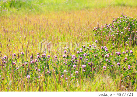 ムラサキツメクサ（草原） 4877721
