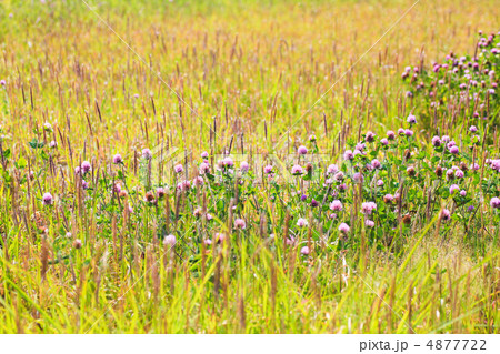 ムラサキツメクサ(草原) ムラサキツメクサ(草原) 4877722