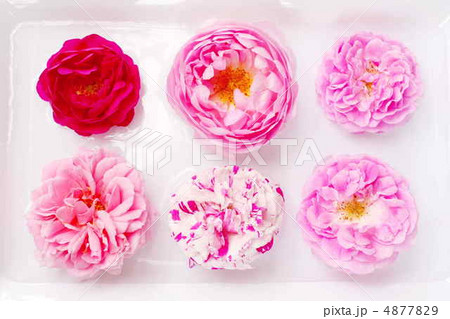 切り抜き用ひらひらの花びらの薔薇 4877829