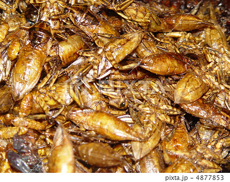 食用の虫（バンコク･パッポン／タイ王国） 4877853