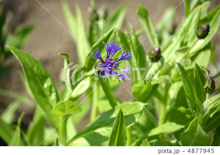 フロックスの花 4877945
