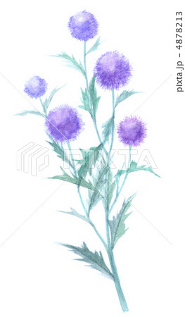 ルリタマアザミ エキノプスのイラスト素材 [4878213] - PIXTA