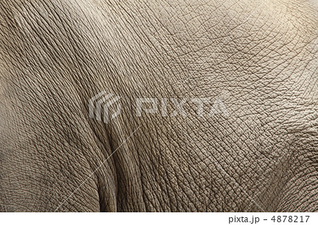 ゾウ 皮膚の写真素材