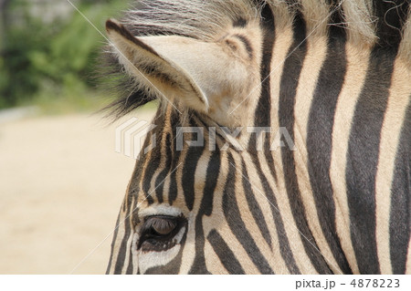 シマウマ 4878223