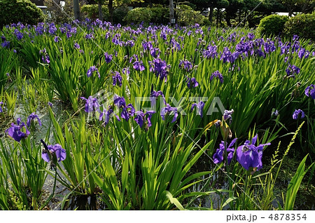 かきつばた 4878354