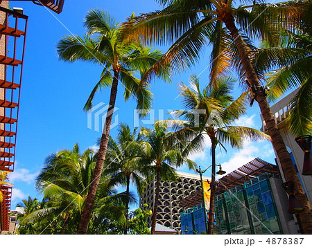 南国のヤシと空 南国のヤシと空 4878387