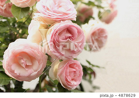 オールドローズ 4878629