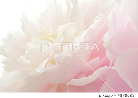 シャクヤク 4878635