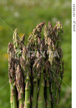 アスパラ 4878684