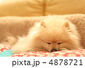 かわいい犬　ポメラニアンの寝顔 4878721