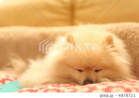 かわいい犬 ポメラニアンの寝顔の写真素材