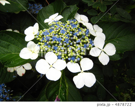 ガクアジサイ ガクアジサイ 4878722