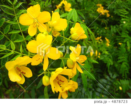 ハナセンナ ハナセンナ 4878723