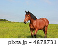 馬 4878731