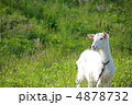 やぎ 4878732