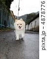 街路地をか歩く　わいい犬ポメラニアン 4878776