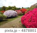 箱根のツツジ 4878801