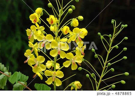 ジャケツイバラ ジャケツイバラ 4878865