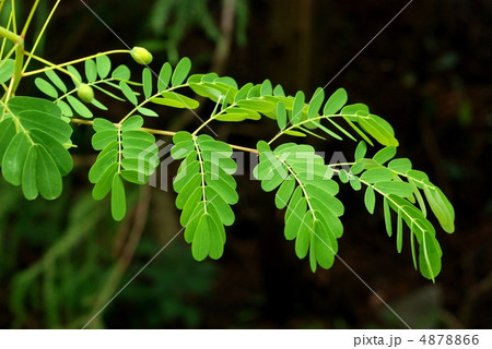 ジャケツイバラ ジャケツイバラ 4878866