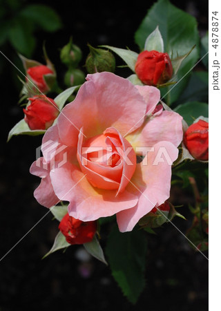 バラの花とつぼみ 4878874