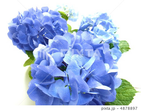 西洋紫陽花 ブルーステッキの写真素材