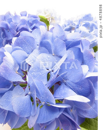 西洋紫陽花 ブルーステッキの写真素材 487