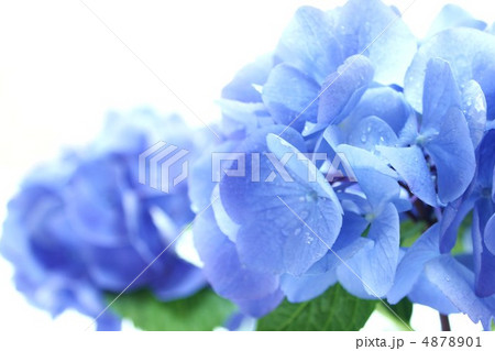 西洋紫陽花 ブルーステッキ 西洋紫陽花 ブルーステッキ 4878901